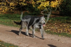 Irish Wolfhound