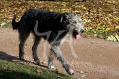 Irish Wolfhound