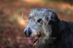 Irish Wolfhound