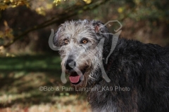 Irish Wolfhound