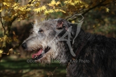 Irish Wolfhound