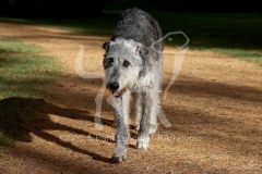 Irish Wolfhound