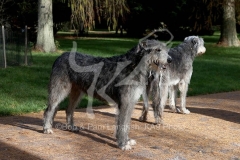 Irish Wolfhound