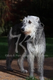 Irish Wolfhound