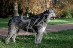 Irish Wolfhound