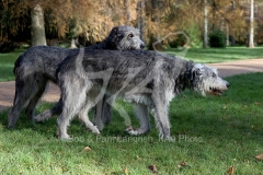 Irish Wolfhound