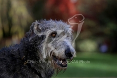 Irish Wolfhound