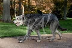 Irish Wolfhound