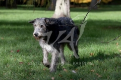 Irish Wolfhound