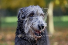 Irish Wolfhound