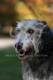 Irish Wolfhound