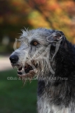 Irish Wolfhound