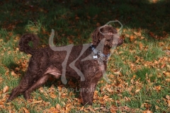 Labradoodle - Miniature