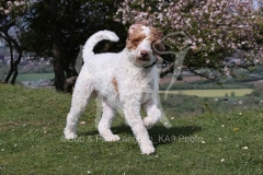 Labradoodle - Miniature