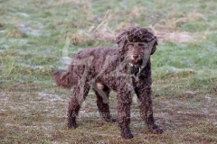 Labradoodle