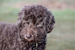 Labradoodle