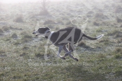 Lurcher