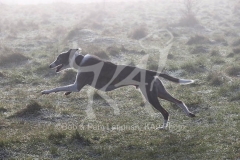 Lurcher