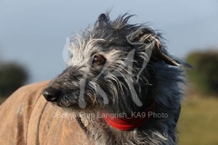 Lurcher