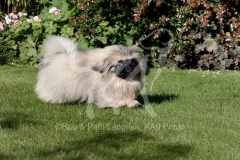 Pekingese