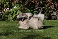 Pekingese