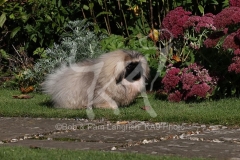 Pekingese