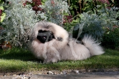 Pekingese