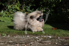 Pekingese