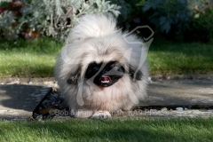 Pekingese