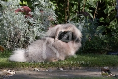 Pekingese