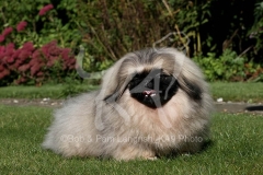 Pekingese