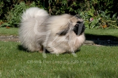 Pekingese