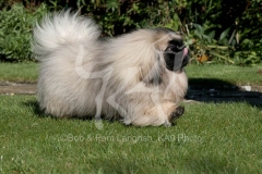 Pekingese