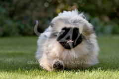 Pekingese