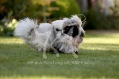 Pekingese