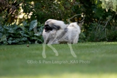 Pekingese