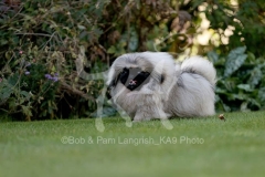 Pekingese