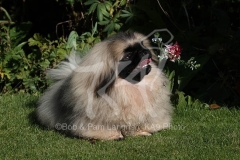 Pekingese