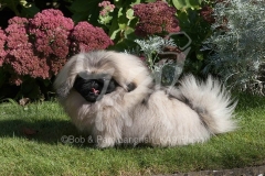 Pekingese