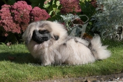 Pekingese