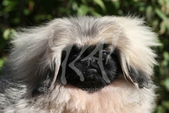 Pekingese