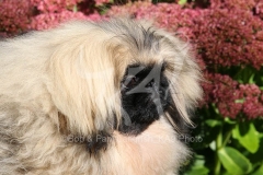 Pekingese