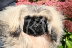 Pekingese