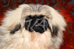 Pekingese