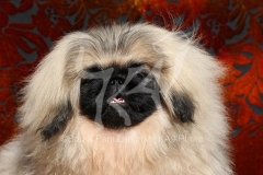 Pekingese