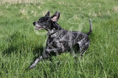 Pointer - German Shorthaired