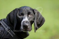 Pointer - German Shorthaired