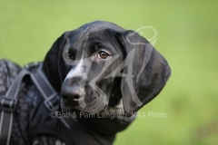 Pointer - German Shorthaired