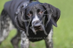 Pointer - German Shorthaired