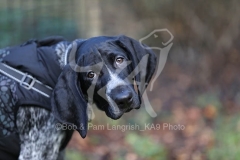 Pointer - German Shorthaired